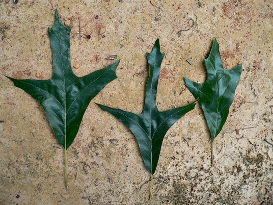 {Quercus falcata}